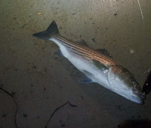 Fishing Big Metal Lips in Big Surf for Big Striped Bass 