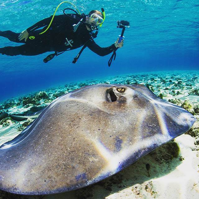 Visibility in September is 100-foot-plus most month, verging on infinite sometimes. Photo courtesy of Bimini Scuba Center.