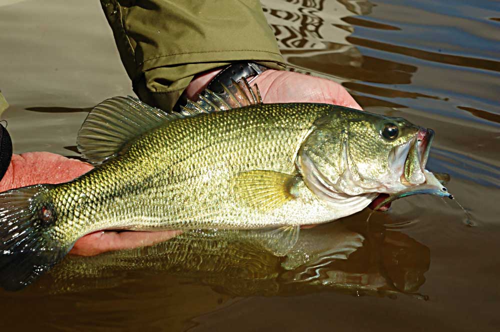 Tips For Keeping Bass Alive In Hot Weather - Coastal Angler & The ...