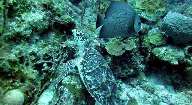 Marine life on South Eleuthera offshore reefs is abundant and offers great photo opportunities for the novice or experienced photographer with crystal clear water. PHOTO CREDIT: Ocean Fox Cotton Bay Scuba Diving.