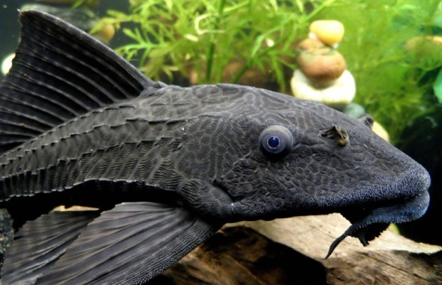 SPECIES OF THE MONTH: Armored Catfish - Coastal Angler & The Angler Magazine