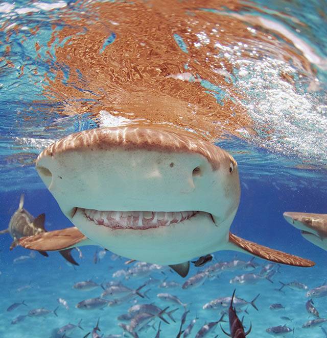 Lemon shark smile. PHOTO CREDIT: Jillian Morris-Brake.