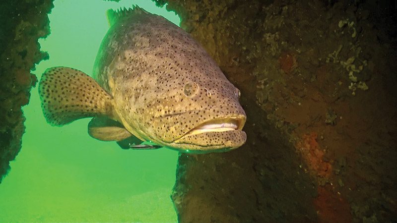 In Spring 2023, FWC will allow limited recreational harvest of goliath grouper in state waters.
