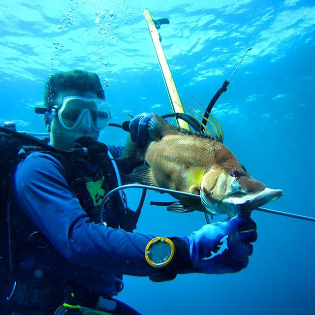 Nice hogfish speared by Billy while diiving with dive forecaster Steve Woods. PHOTO CREDIT: Deep Six Dive and Watersports.