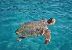 Warming water temps also signal the return of sea turtles in large numbers to area reefs.