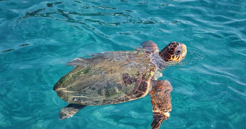 Warming water temps also signal the return of sea turtles in large numbers to area reefs.