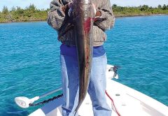 Johnny with a solid cobia that ate a pinfish while out running the beach.