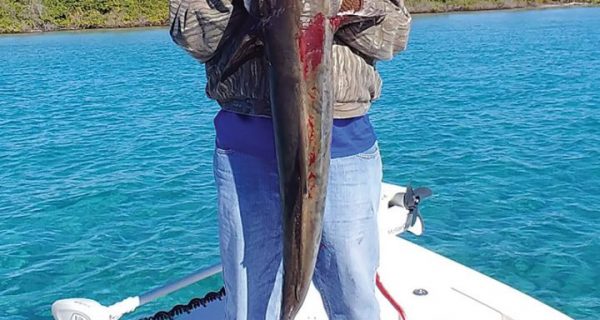Johnny with a solid cobia that ate a pinfish while out running the beach.