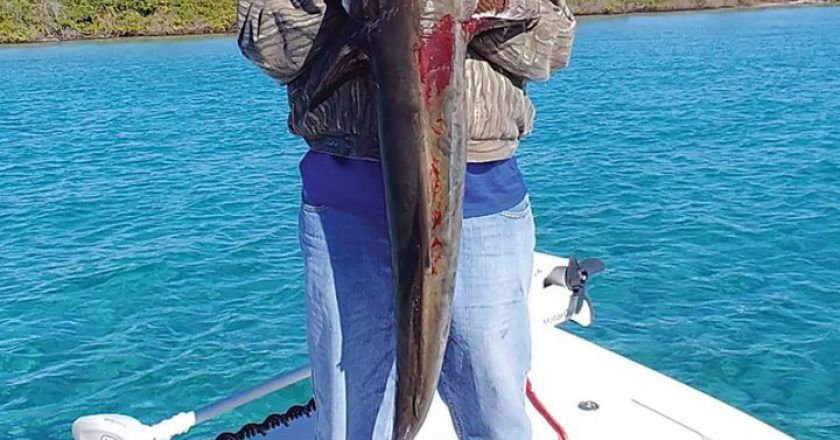 Johnny with a solid cobia that ate a pinfish while out running the beach.