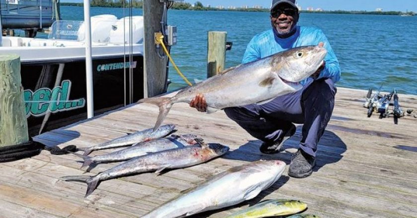 Repeat client Earl Gains with a plentiful ocean bounty of amberjack, mahi and kingfish. Fish were caught from 100 to 200 feet of water.