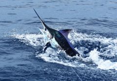 Flamingo Fishing Forecast