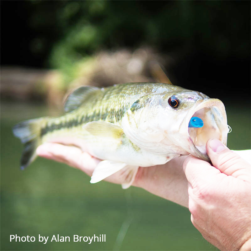 Results of fishing a Double Barrel popper.