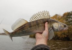 walleye fishing