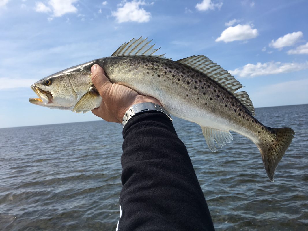 Horseshoe Beach Fishing Report 04/2017 Coastal Angler & The Angler