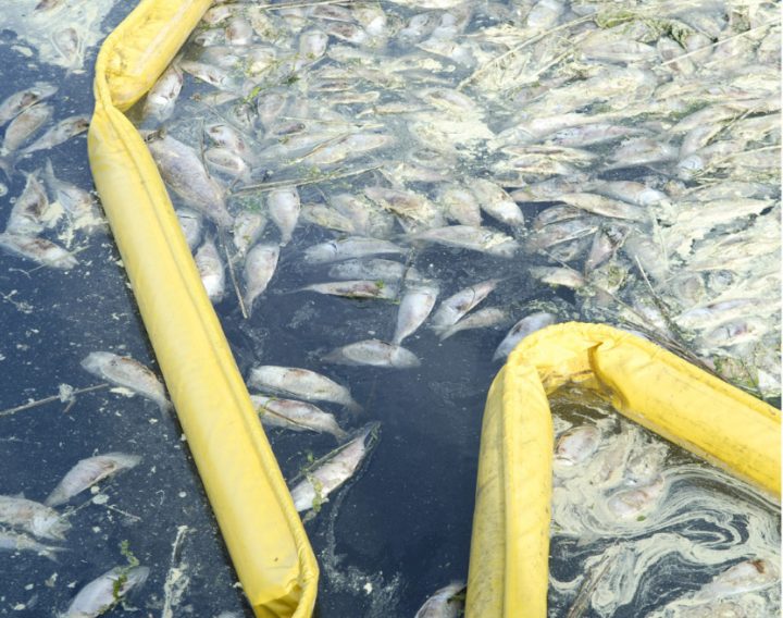 LONG ISLAND WATER QUALITY Coastal Angler & The Angler Magazine