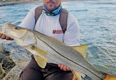 Chris Pascual caught this snook off Dania Beach with a live pilchard.