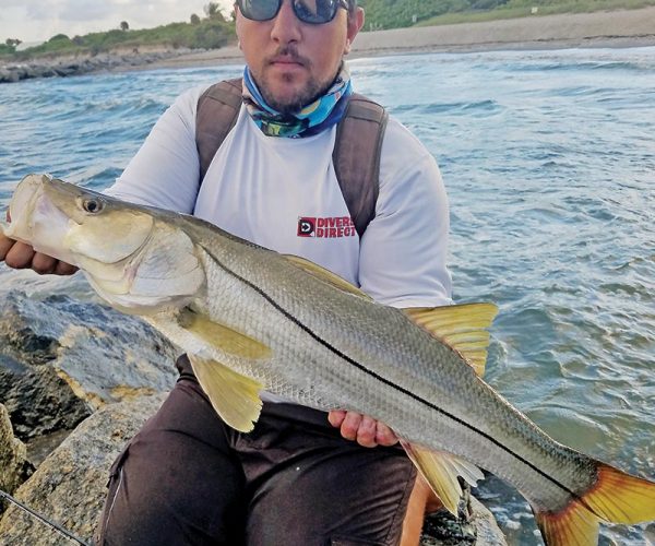 Chris Pascual caught this snook off Dania Beach with a live pilchard.