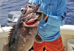 Bob Kalbaugh caught this 50 pound wreckfish while deep dropping in 950 feet off Fort Lauderdale.