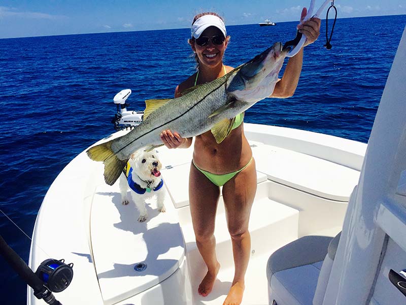 A 36-inch snook caught by Brandi Simmons, from Port St. Lucie, on live sardine, six miles off the St. Lucie Inlet. Photo CREDIT: Chad Simmons.