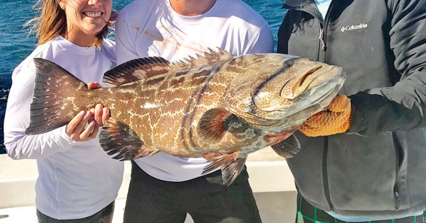 A very lucky black grouper caught with New Lattitude Sportfishing.