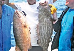 Big cubera snapper and black grouper caught aboard the New Lattitude.