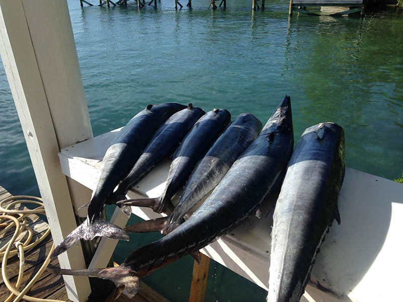 Some nice wahoo caught on a half-day Abaco trip. PHOTO CREDIT: Capt. Travis Kelly.