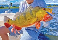 Captain Johnny Stabile with a nice 5lb. peacock bass on artificial.