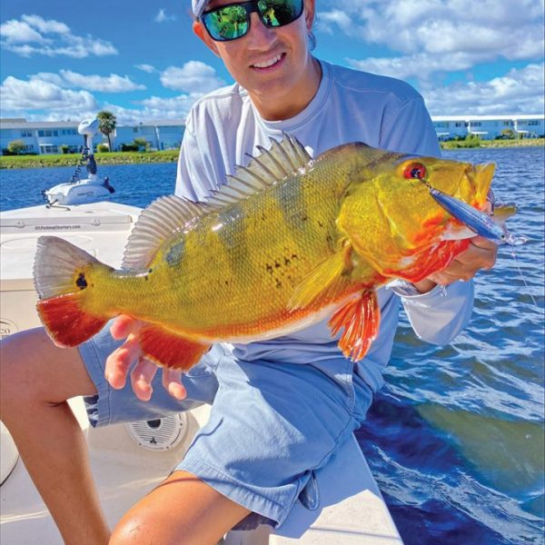 Captain Johnny Stabile with a nice 5lb. peacock bass on artificial.