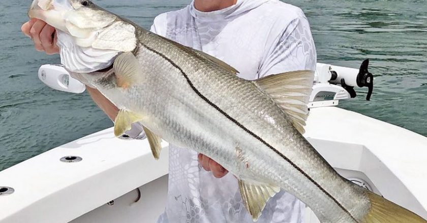 Mattias came all the way from Sweden to catch big snook with Capt. Ryan.