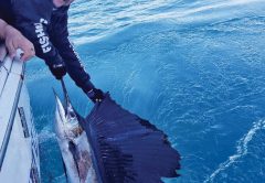 Sailfish catch and release aboard the New Lattitude.