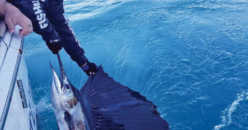 Sailfish catch and release aboard the New Lattitude.