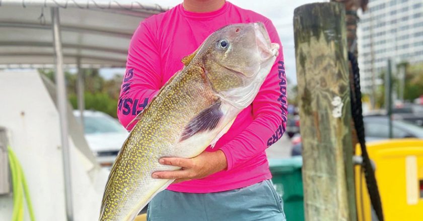 Nice golden tilefish caught deep dropping with Fishing Headquarters.
