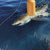 Great white shark caught and released with Fishing Headquarters.