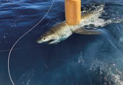 Great white shark caught and released with Fishing Headquarters.