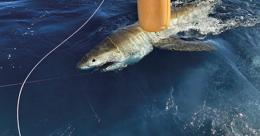 Great white shark caught and released with Fishing Headquarters.