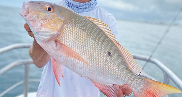 July is prime time for mutton snapper on the Catch My Drift.