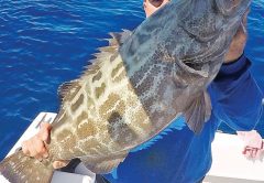 Capt. Eddy Medero caught this big black grouper on a live pinfish in 140 feet.