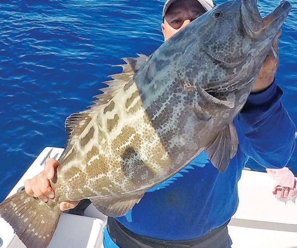 Capt. Eddy Medero caught this big black grouper on a live pinfish in 140 feet.