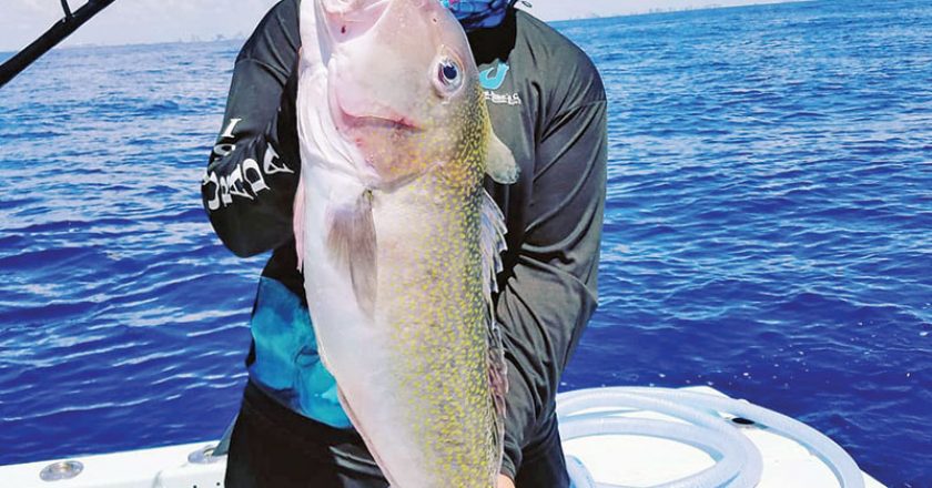 Loyal reader Chris Pascual caught this nice golden tilefish while deep dropping off Fort Lauderdale.