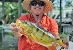 Rick Farabee with a solid peacock bass.
