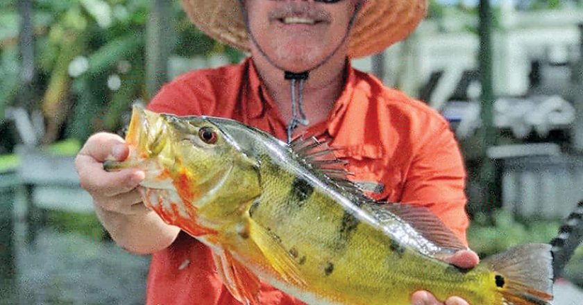 Rick Farabee with a solid peacock bass.