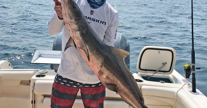 James Dolan of Overseas Fishing caught this slob of a cobia on a live gog in 90 feet, just north of Port Everglades.