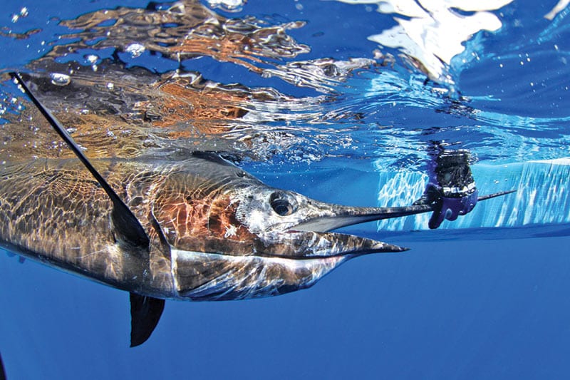 Galapagos Marlin Fishing