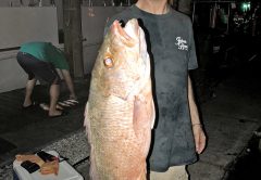 Howard Goldberg caught this slob mangrove on the night trip aboard Catch My Drift.