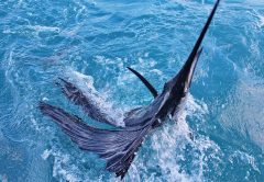 The November sailfish bite should be on fire!