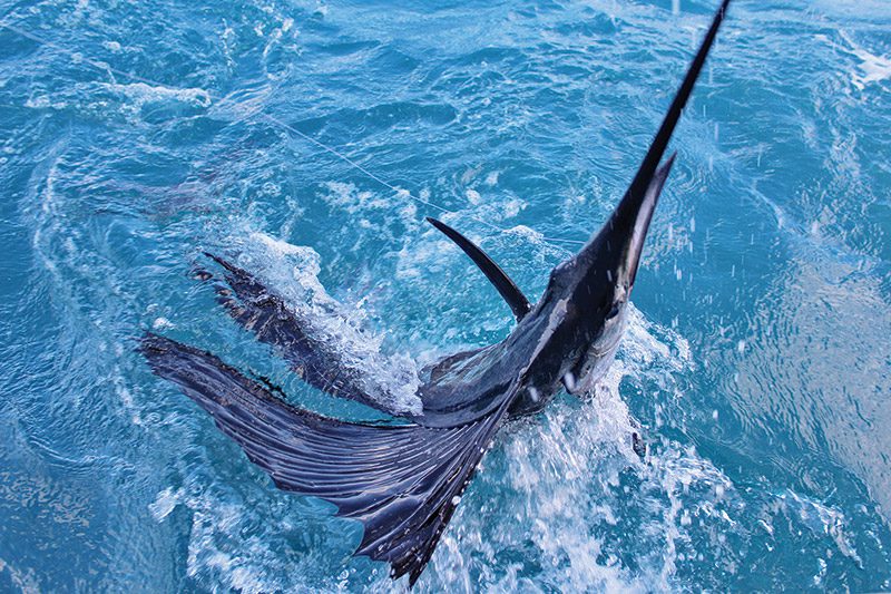 Chasing Sail' Sailfish Fishing Hat