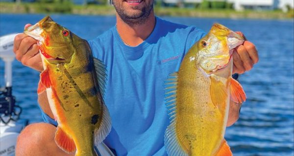 Trey Dobson from Alabama down in Florida with two very healthy peacock bass.