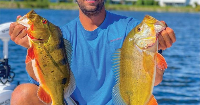 Trey Dobson from Alabama down in Florida with two very healthy peacock bass.