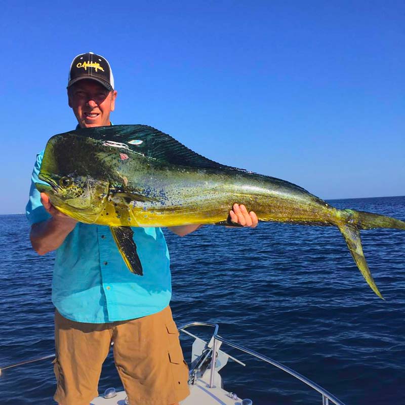 Kurt Rohl, of Port St. Lucie, with a 50-inch mahi-mahi, which hit a live sardine on a flat line. PHOTO CREDIT: Dan Ziegler.