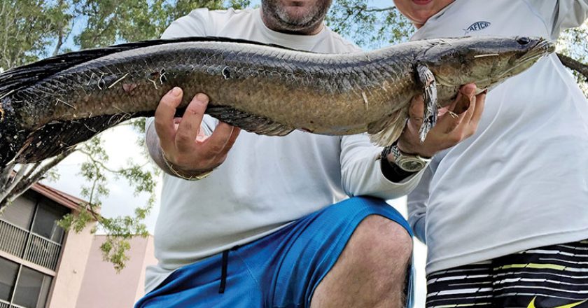 Adam Lipski, VP of Sales at Reel Deal Bait & Tackle, slayed this snakehead while fishing with his dad.